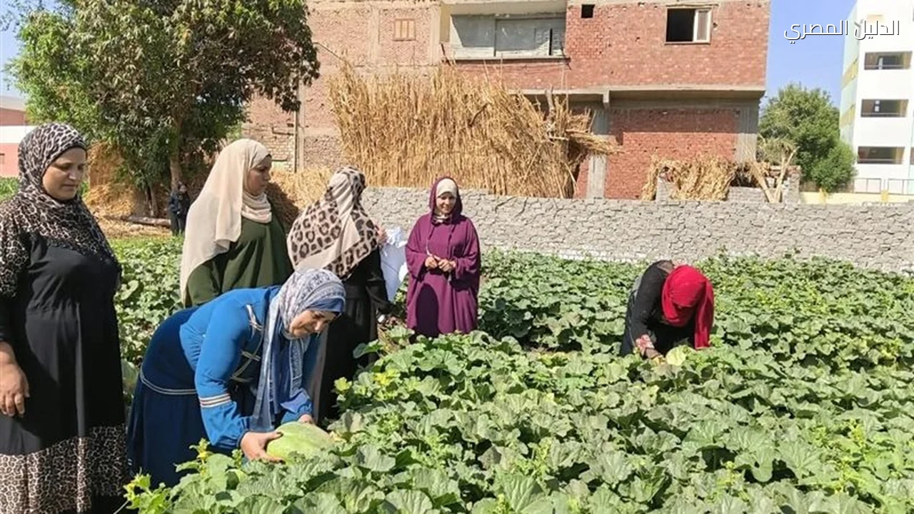 مزارعون يستفيدون من المدارس الحقلية بالصعيد بينهم 612 سيدة