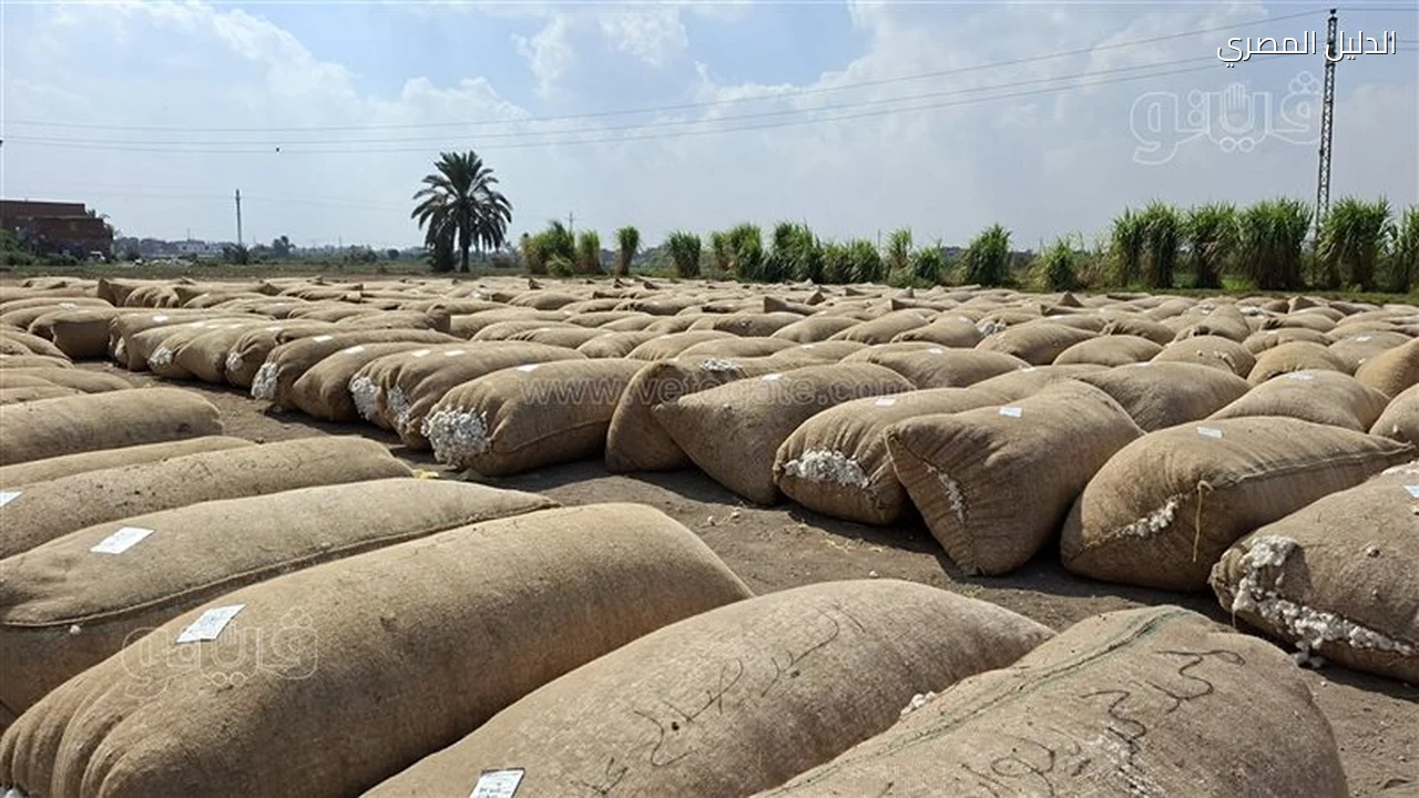 القطن بالإسماعيلية 1200 فدان ومزاد يتجاوز العالمي بـ40%