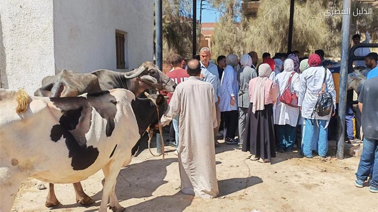 الزراعة تنفذ 262 قافلة بيطرية مجانية في 269 قرية