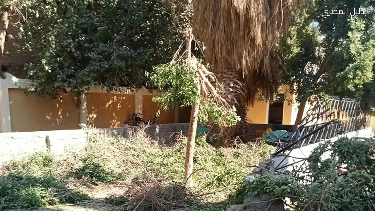 سوهاج تحيل مسؤولي مدرستين بساقلتة للتحقيق بسبب تقليم جائر