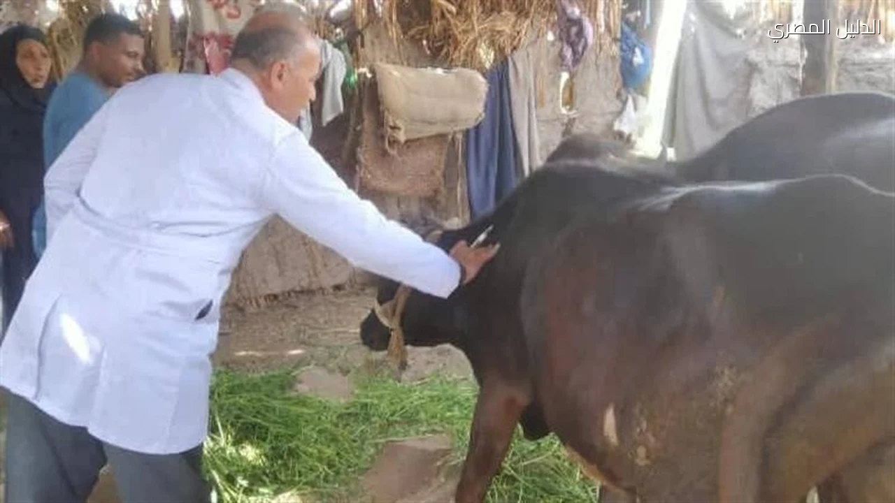 بيطرى الشرقية تحصين 66 ألف رأس ماشية بفاقوس