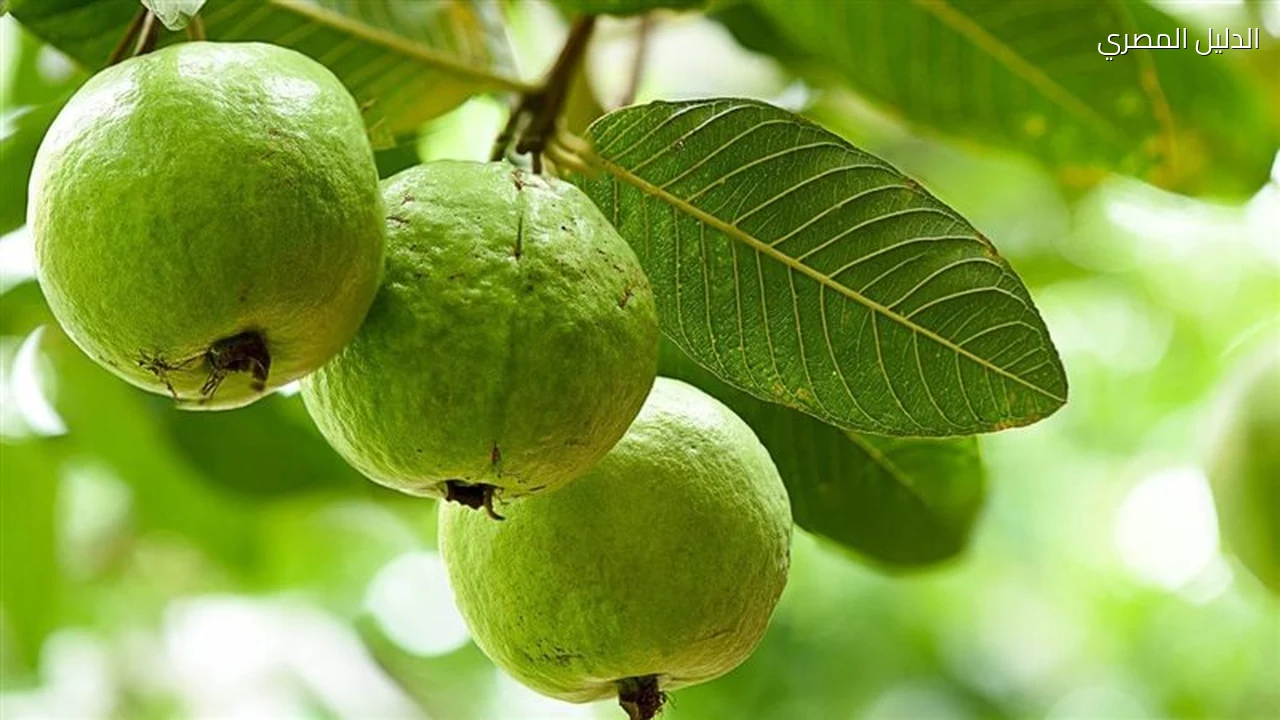 تفسير حلم شجرة الجوافة في المنام ودلالاته