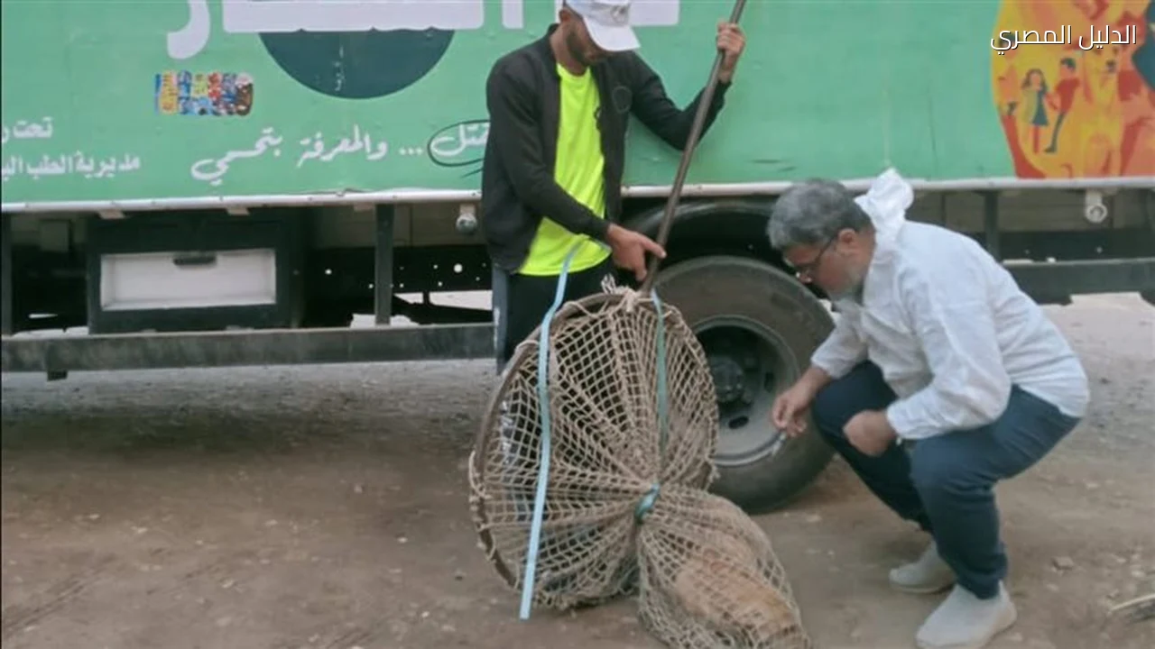 الكلاب الضالة في ميت غمر حملات مكثفة بتوجيهات محافظ الدقهلية