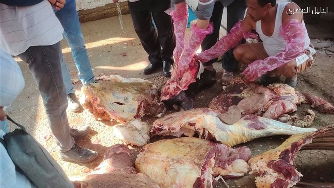 ذبيحة مصابة بالسل تنقذ أهالي البسقلون بالمنيا من كارثة