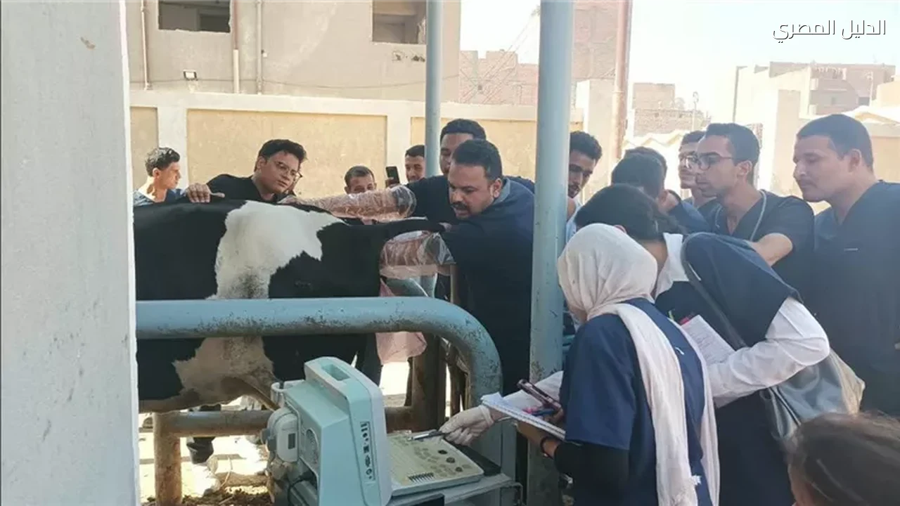 فحص وعلاج 1643 رأس ماشية وطيور بقافلة بيطرية في أسيوط