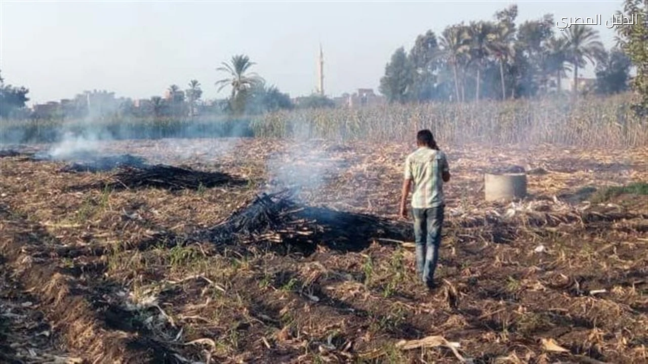 محافظ سوهاج يشكل لجان لمواجهة حرق المخلفات الزراعية