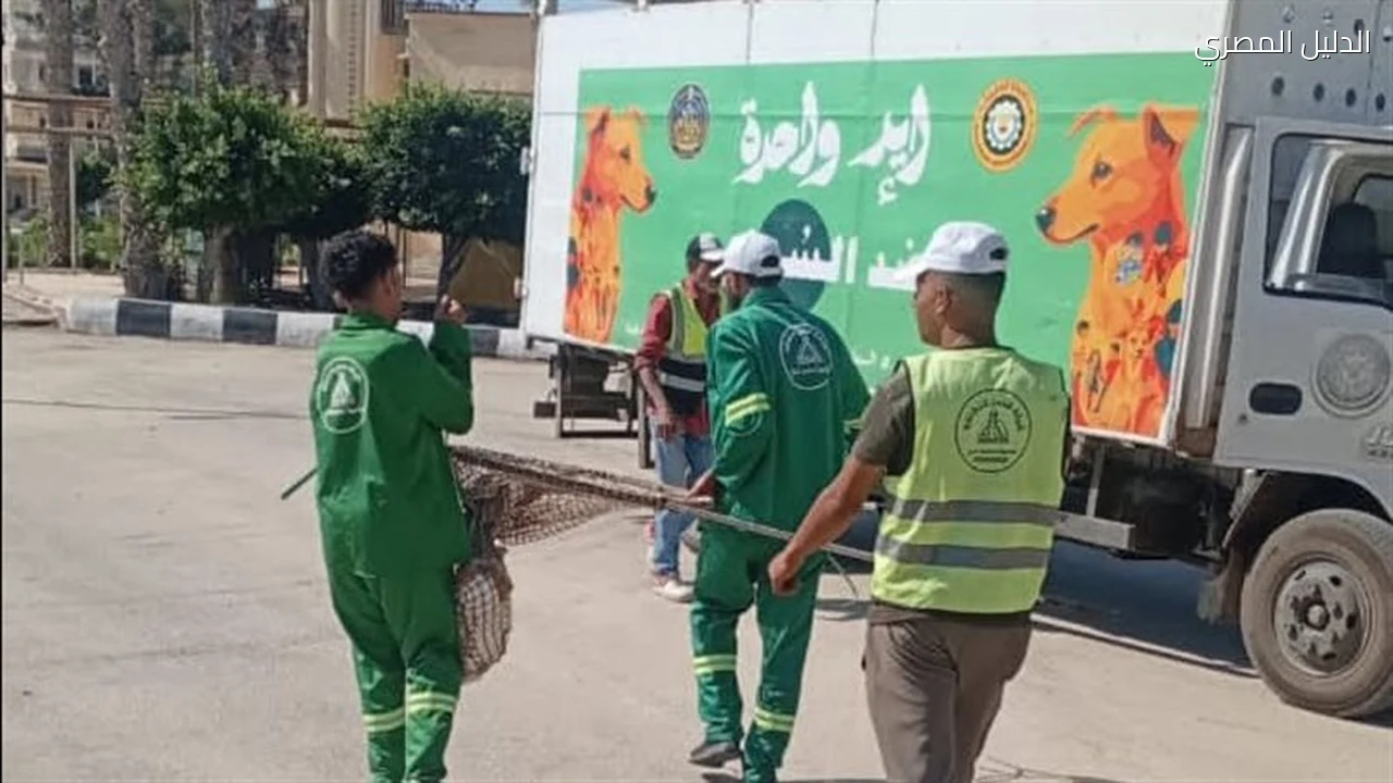 الكلاب الضالة نائبة تطالب بخطة عاجلة للسيطرة عليها