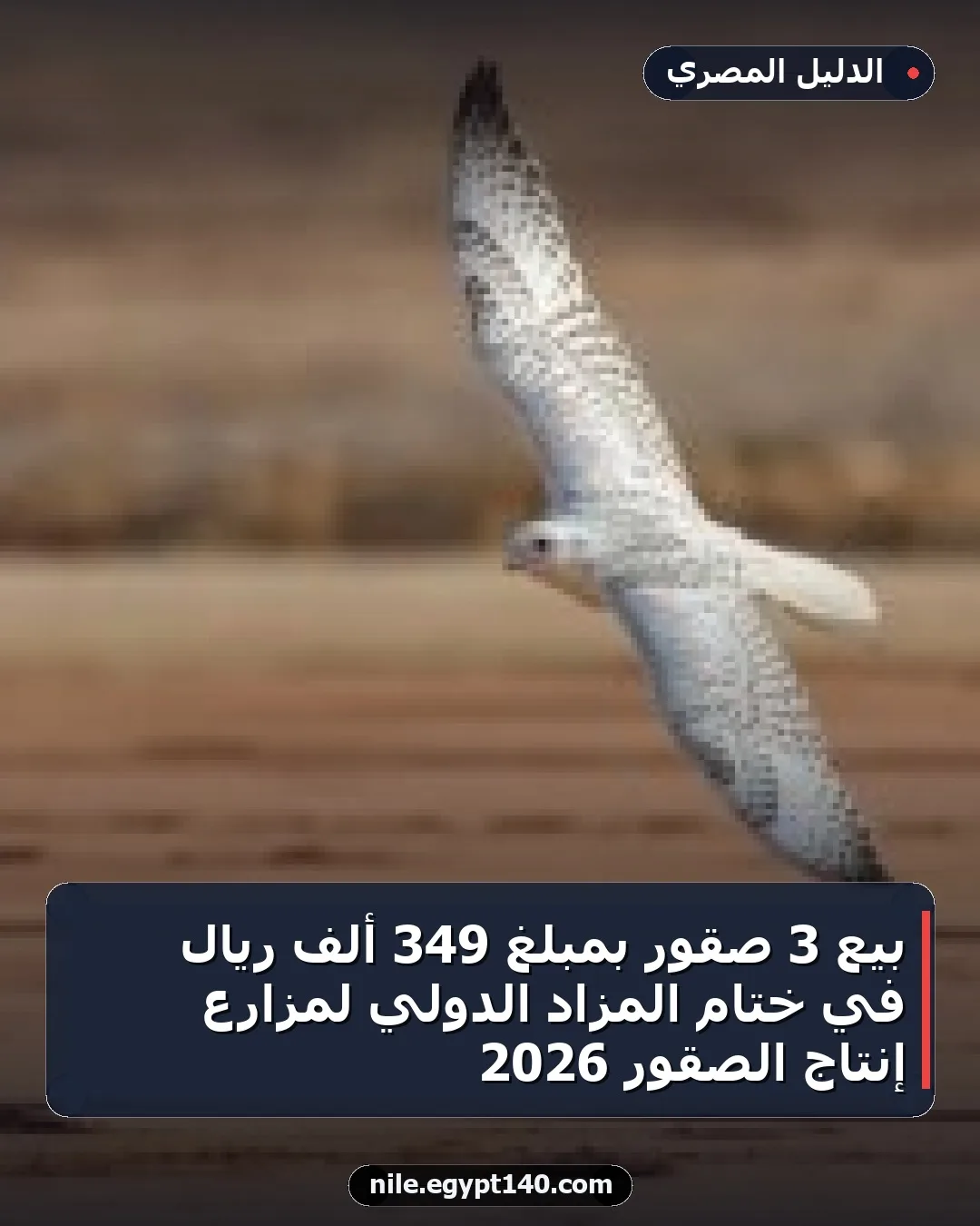 بيع 3 صقور بمبلغ 349 ألف ريال في ختام المزاد الدولي لمزارع إنتاج الصقور 2026