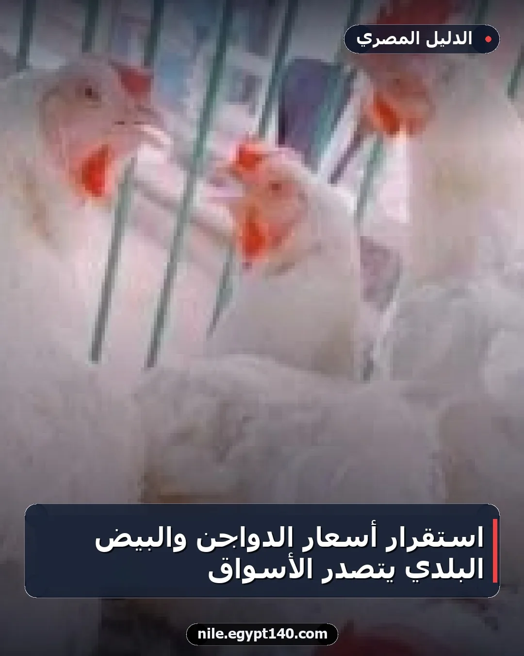 استقرار أسعار الدواجن والبيض البلدي يتصدر الأسواق