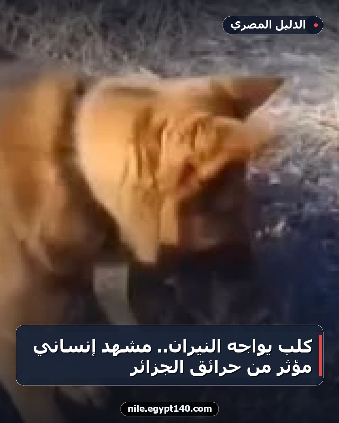 كلب يواجه النيران.. مشهد إنساني مؤثر من حرائق الجزائر
