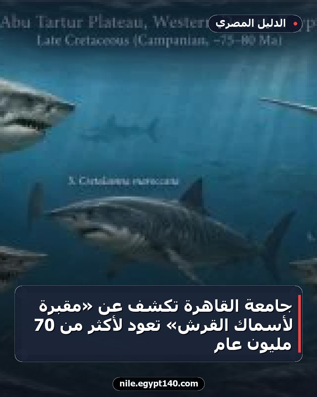 جامعة القاهرة تكشف عن «مقبرة لأسماك القرش» تعود لأكثر من 70 مليون عام