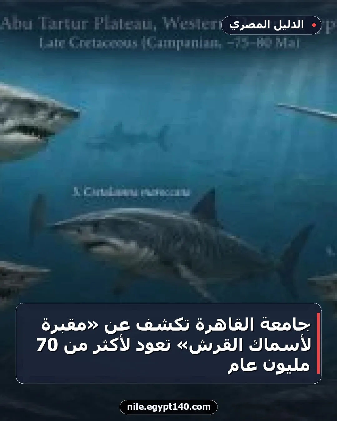جامعة القاهرة تكشف عن «مقبرة لأسماك القرش» تعود لأكثر من 70 مليون عام