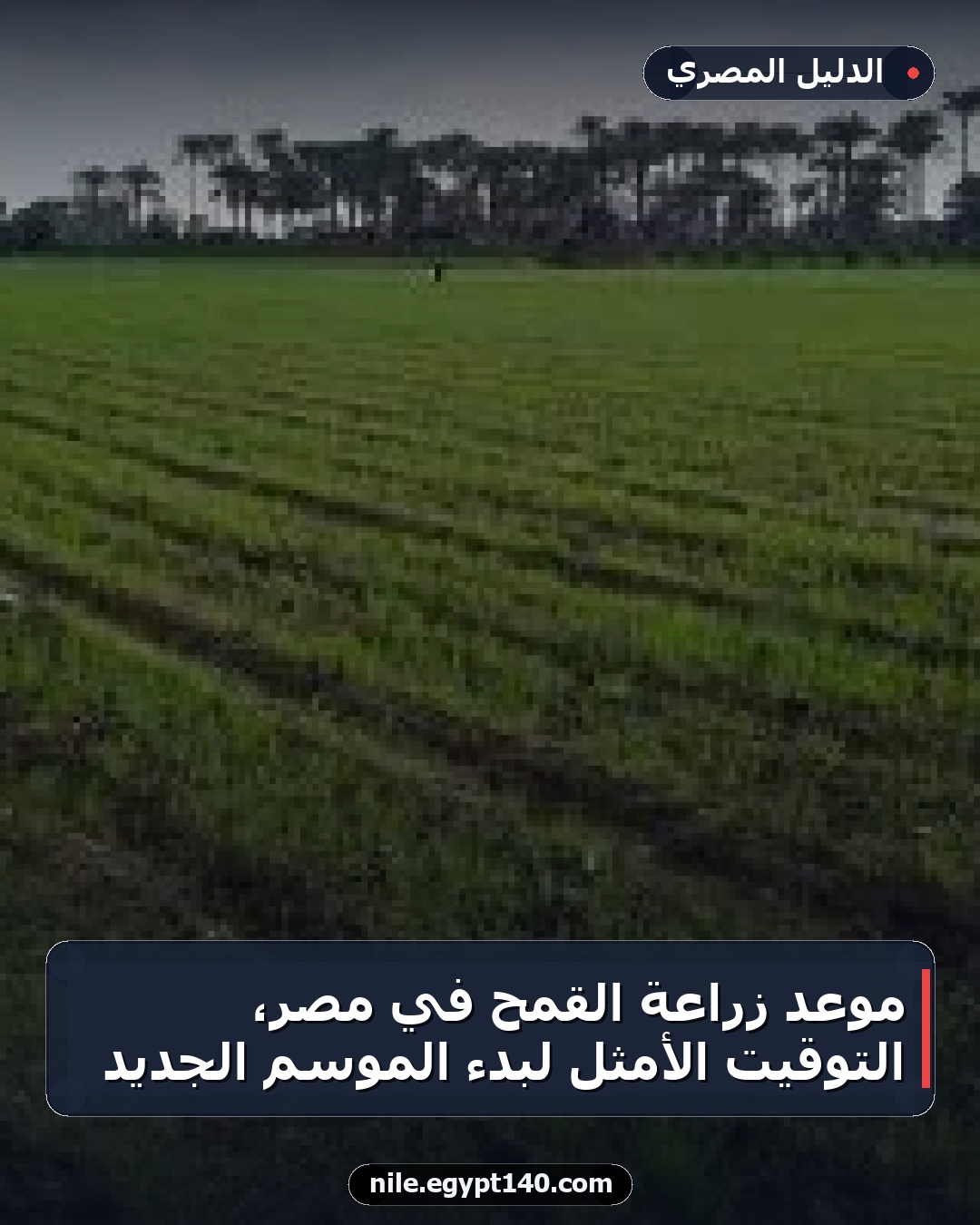 موعد زراعة القمح في مصر، التوقيت الأمثل لبدء الموسم الجديد