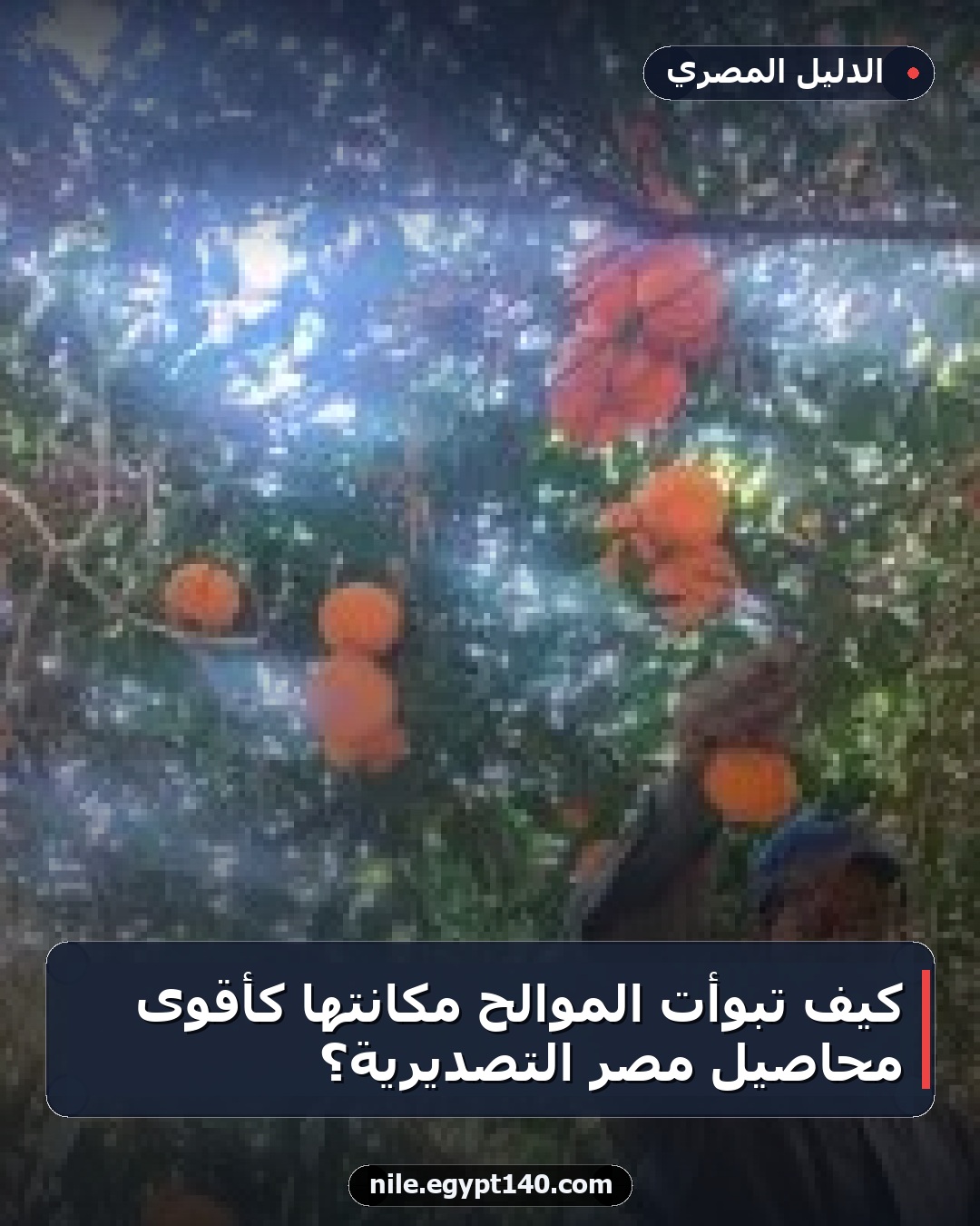 كيف تبوأت الموالح مكانتها كأقوى محاصيل مصر التصديرية؟
