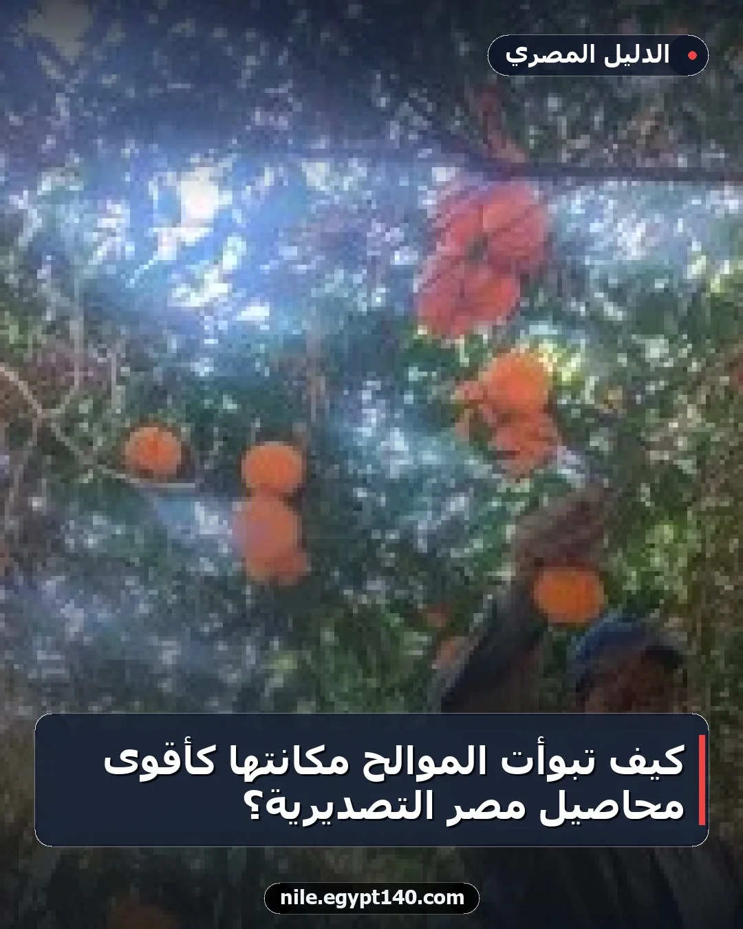 كيف تبوأت الموالح مكانتها كأقوى محاصيل مصر التصديرية؟