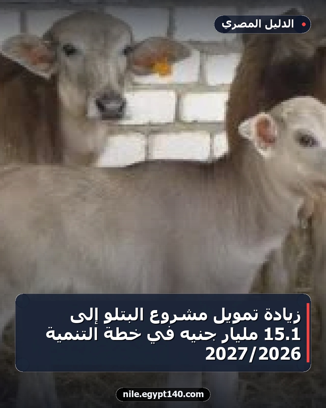 زيادة تمويل مشروع البتلو إلى 1.15 مليار جنيه في خطة التنمية 2026/2027