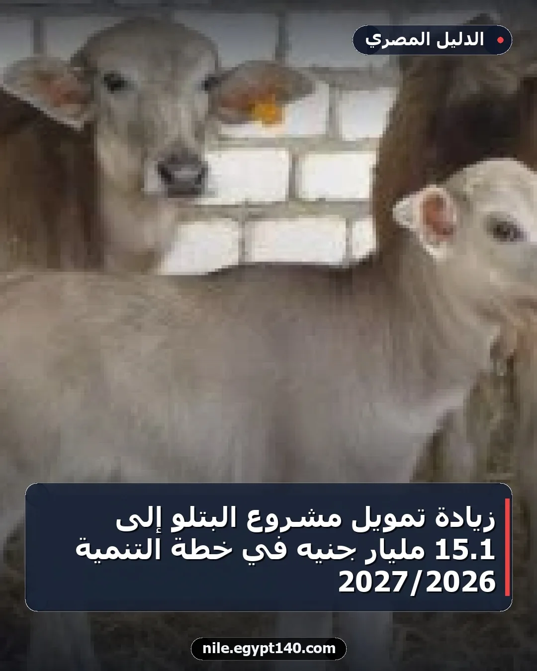 زيادة تمويل مشروع البتلو إلى 1.15 مليار جنيه في خطة التنمية 2026/2027