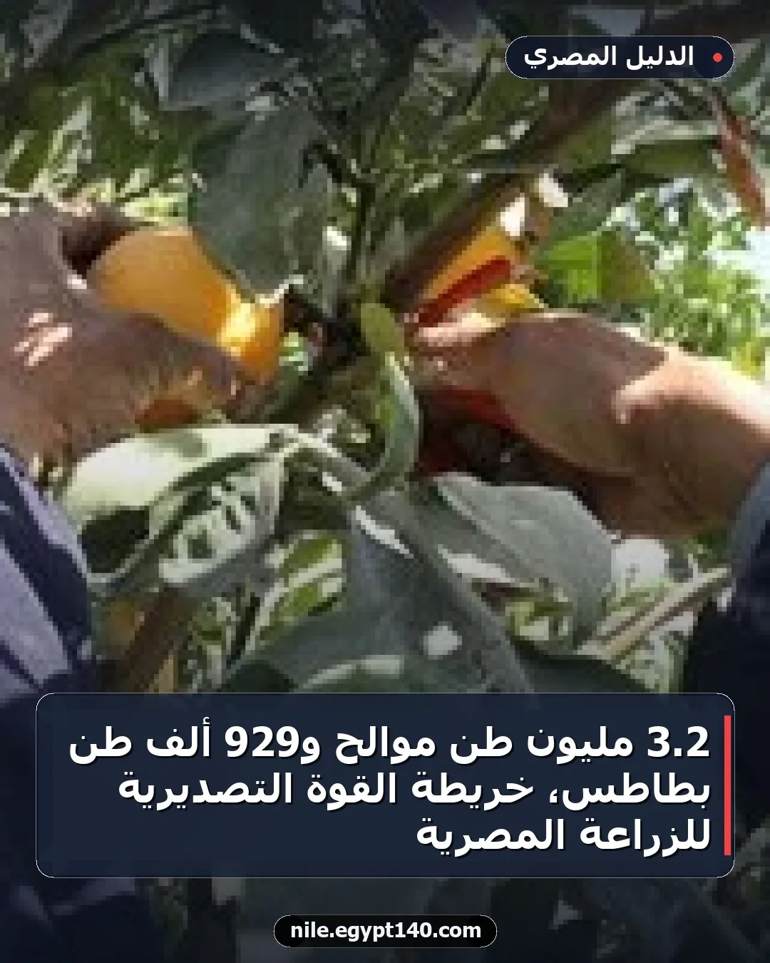 2.3 مليون طن موالح و929 ألف طن بطاطس، خريطة القوة التصديرية للزراعة المصرية