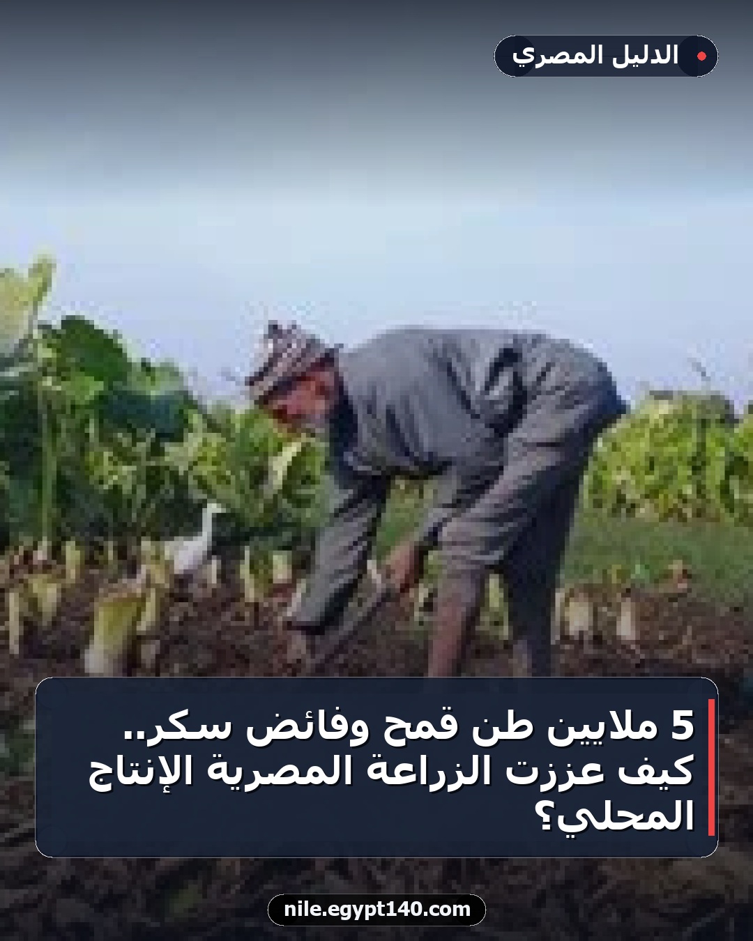 5 ملايين طن قمح وفائض سكر.. كيف عززت الزراعة المصرية الإنتاج المحلي؟