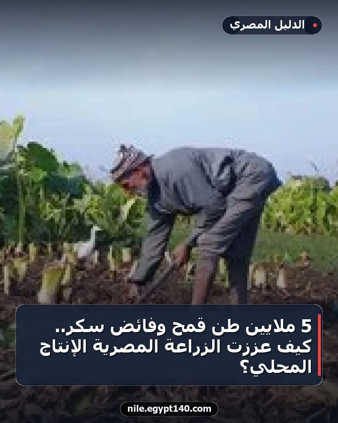 5 ملايين طن قمح وفائض سكر.. كيف عززت الزراعة المصرية الإنتاج المحلي؟