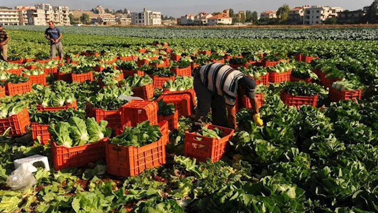 تحذيرات من وزارة الزراعة بشأن تهديدات محتملة للمحاصيل خلال عيد الأضحى رغم الطقس الجيد