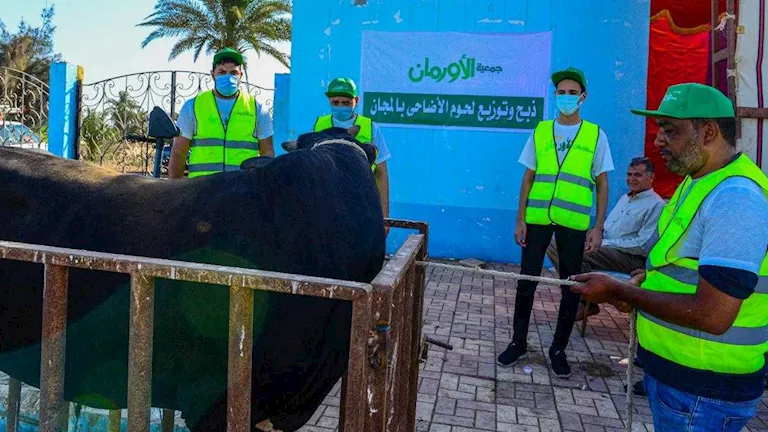 الأورمان تعلن عن تجهيزات عيد الأضحى: 2000 عجل ومليون كيلو لحوم مستوردة في مصر