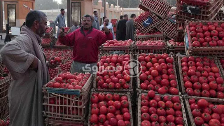 الحكومة المصرية تحدد سعر الطماطم في المجمعات الاستهلاكية بـ20 جنيهًا للكيلو