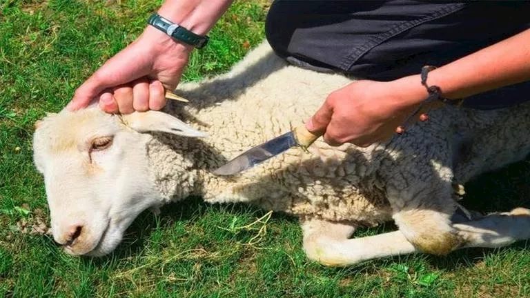 الحكومة المصرية تنفذ خطة لذبح 10 آلاف أضحية بالمجازر الحكومية دون تكلفة للمواطنين