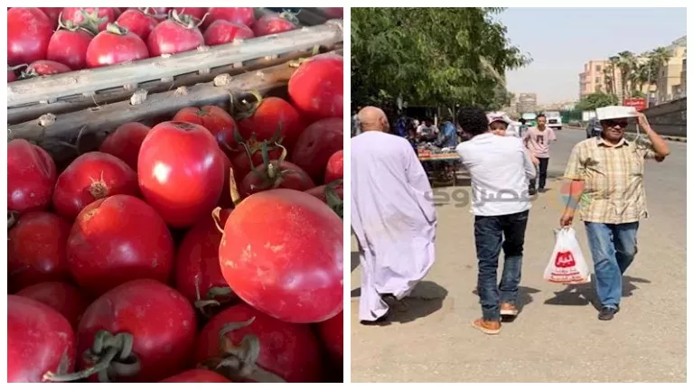 مصر تشهد ارتفاع درجات الحرارة ووزارة التموين تحدد سعر الطماطم عند 20 جنيهًا للكيلو بالمجمعات