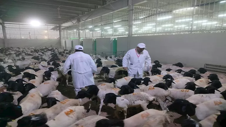 مصر تطلق إشرافًا بيطريًا على الأضاحي في السعودية