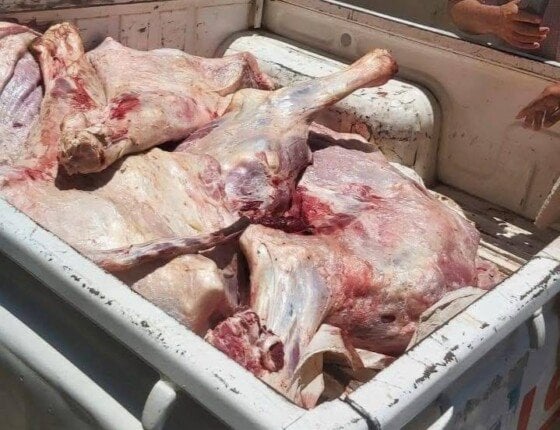 إغلاق مخبز مخالف وضبط لحوم غير صالحة للاستهلاك الآدمي بالمنيا إغلاق مخبز مخالف وضبط لحوم غير صالحة للاستهلاك الآدمي بالمنيا
