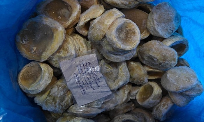 ضبط 30 طنًا من الأغذية غير الصالحة للاستهلاك الآدمي في البحيرة ضبط 30 طنًا من الأغذية غير الصالحة للاستهلاك الآدمي في البحيرة
