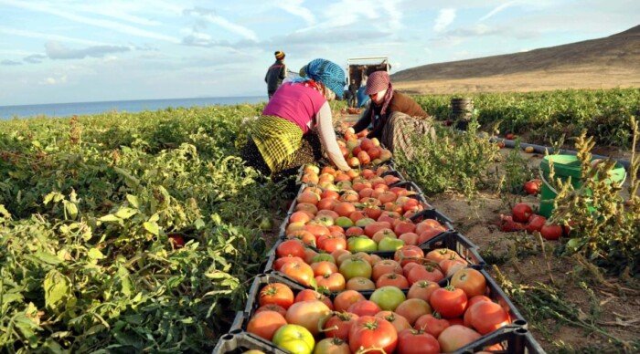 صادرات مصر الزراعية تتخطى حاجز 6.2 مليون طن منذ بداية العام صادرات مصر الزراعية تتخطى حاجز 6.2 مليون طن منذ بداية العام